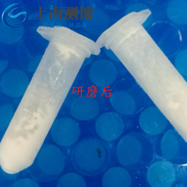 使用多样品组织研磨仪研磨老鼠血管后是什么效果？